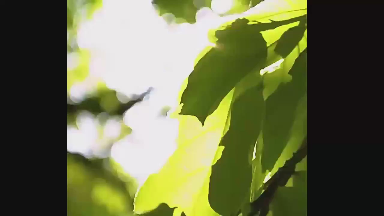 Foldable Car Windshield Sunshade Umbrella – UV Protection, Heat Blocker for Front Window